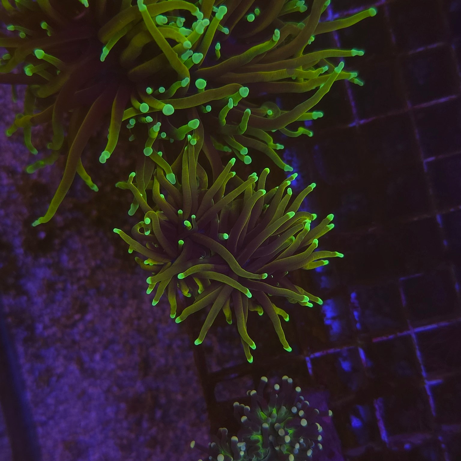 WYSIWYG Euphyllia glabrescens Dragon Soul – 1 polype