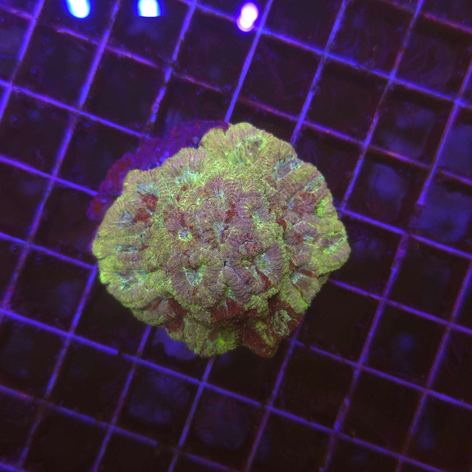 Favia Fascination WYSIWYG - corail LPS jaune vert avec centres rouges