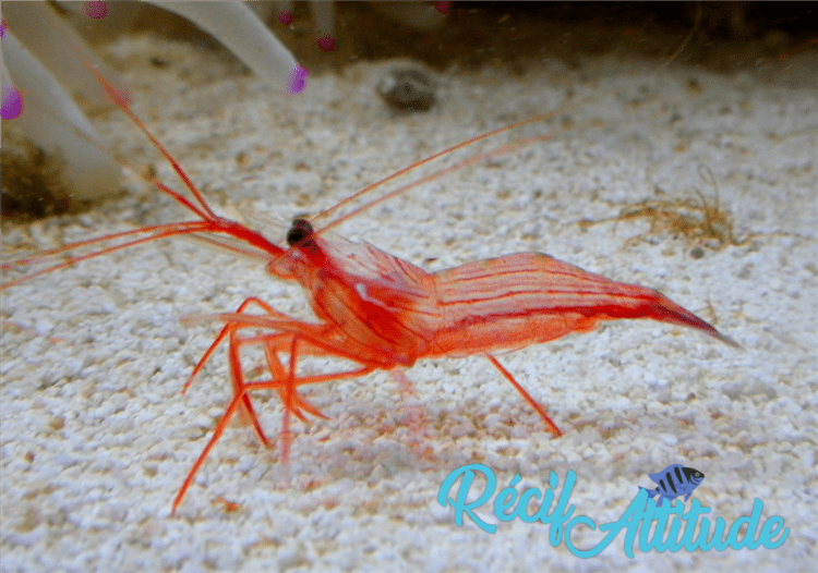 Lysmata wurdemanni 3-4cm