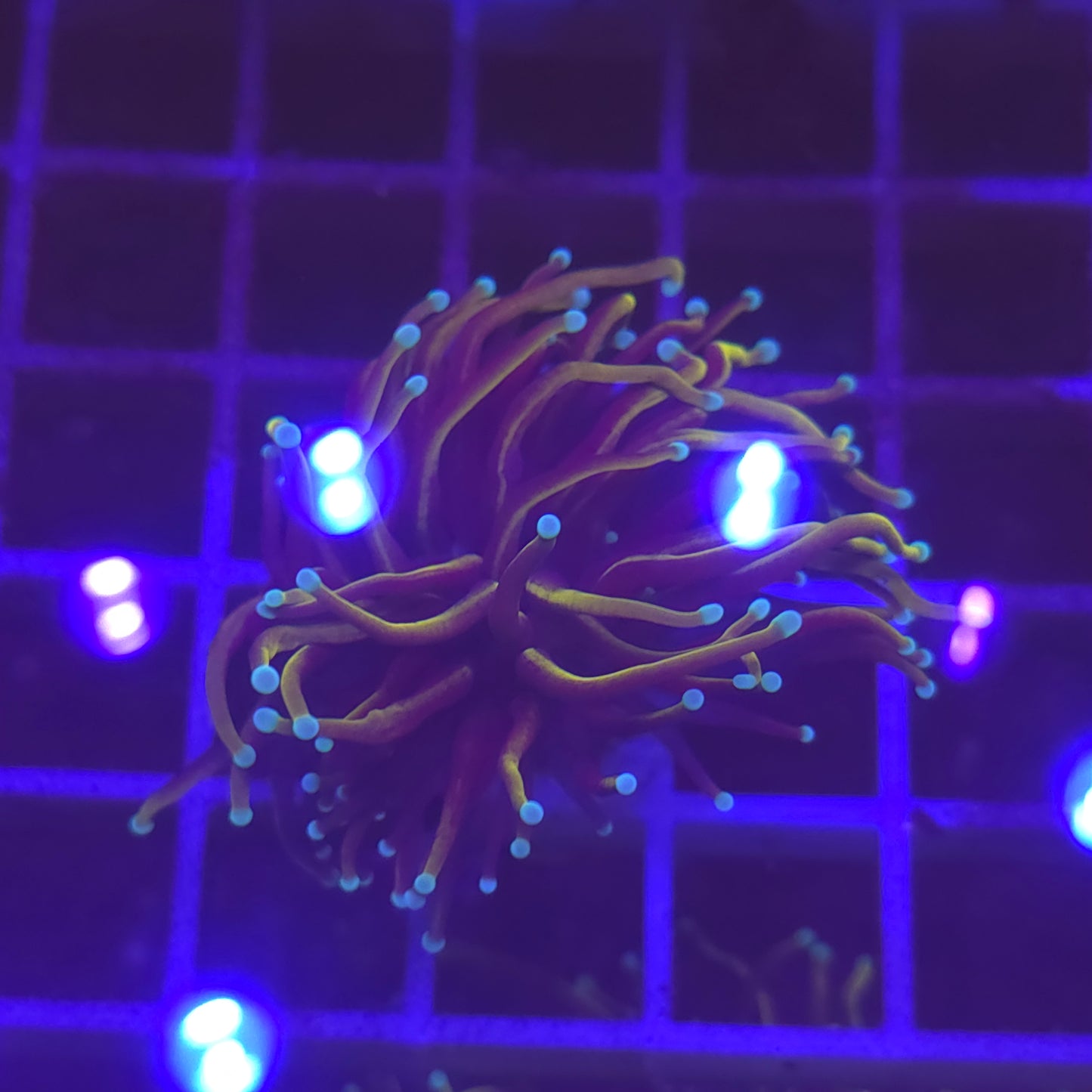 WYSIWYG Euphyllia Glabrescens ULTRA HellFire - 1 polype