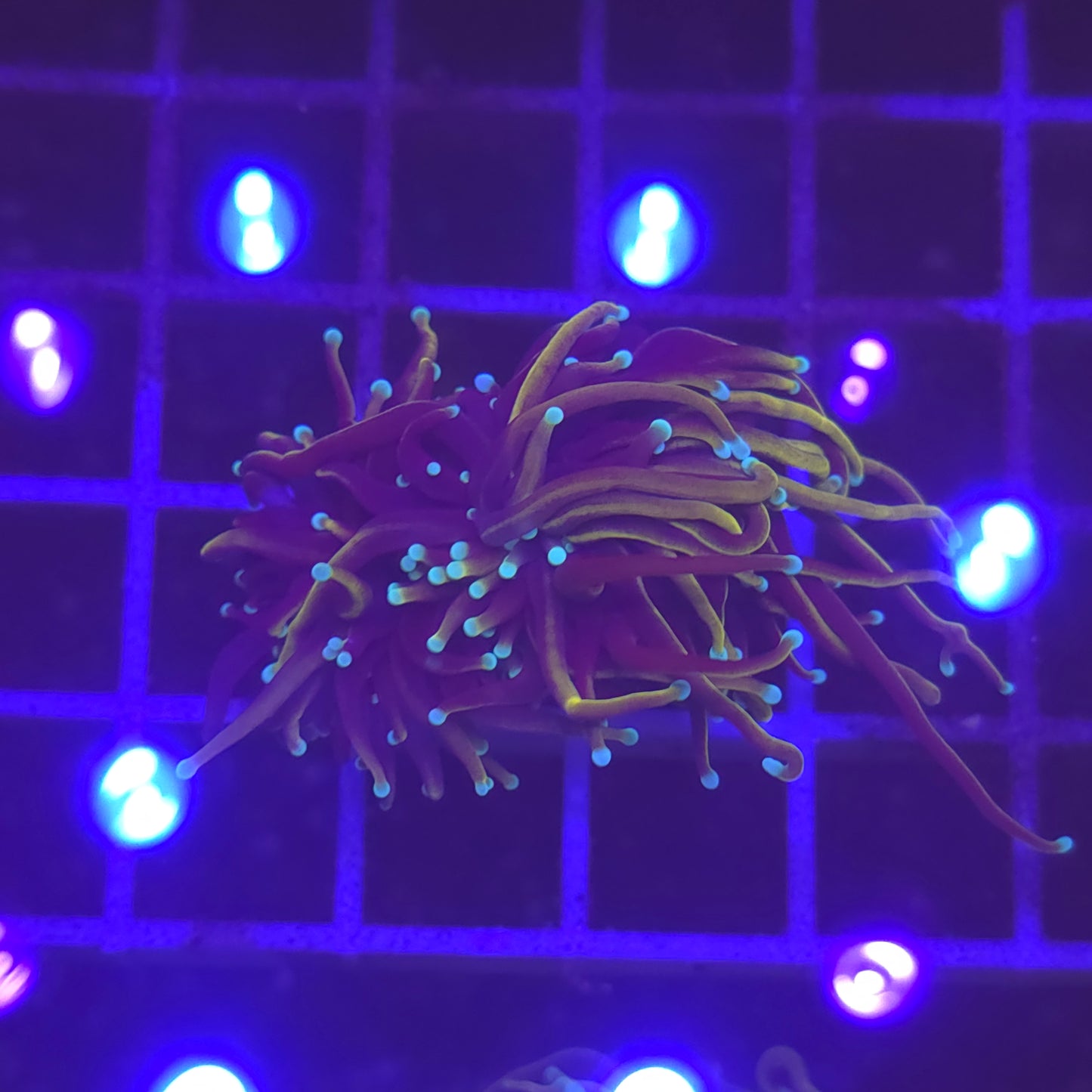 WYSIWYG Euphyllia Glabrescens ULTRA HellFire - 1 polype