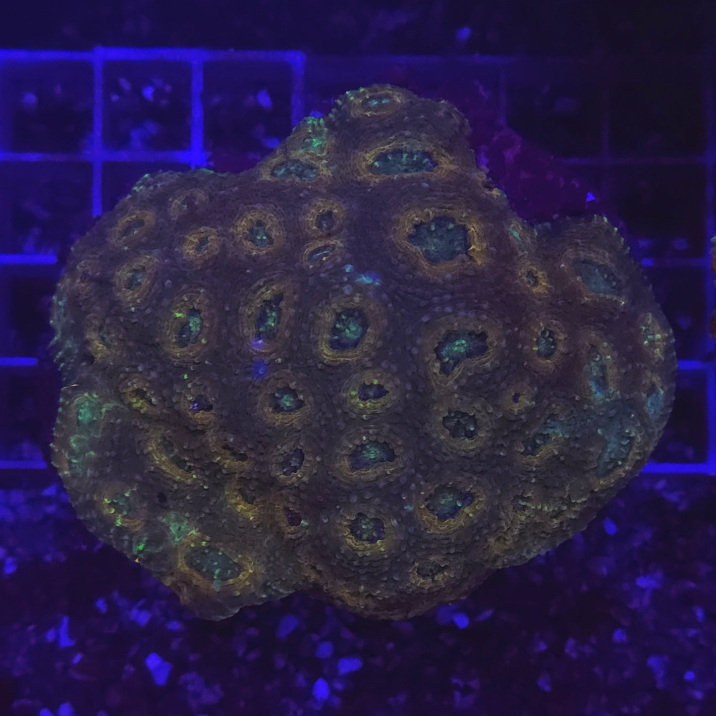 WYSIWYG Acantastrea Lordhowensis Red&Blue