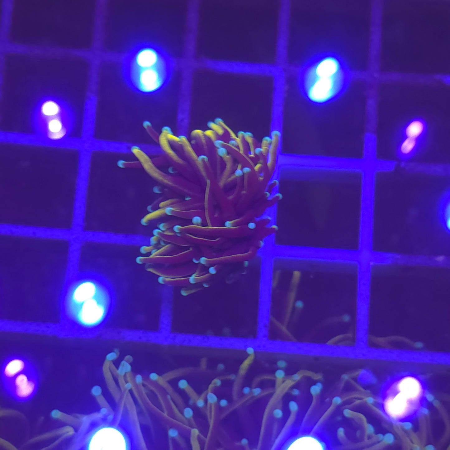 WYSIWYG Euphyllia Glabrescens ULTRA HellFire - 1 polype