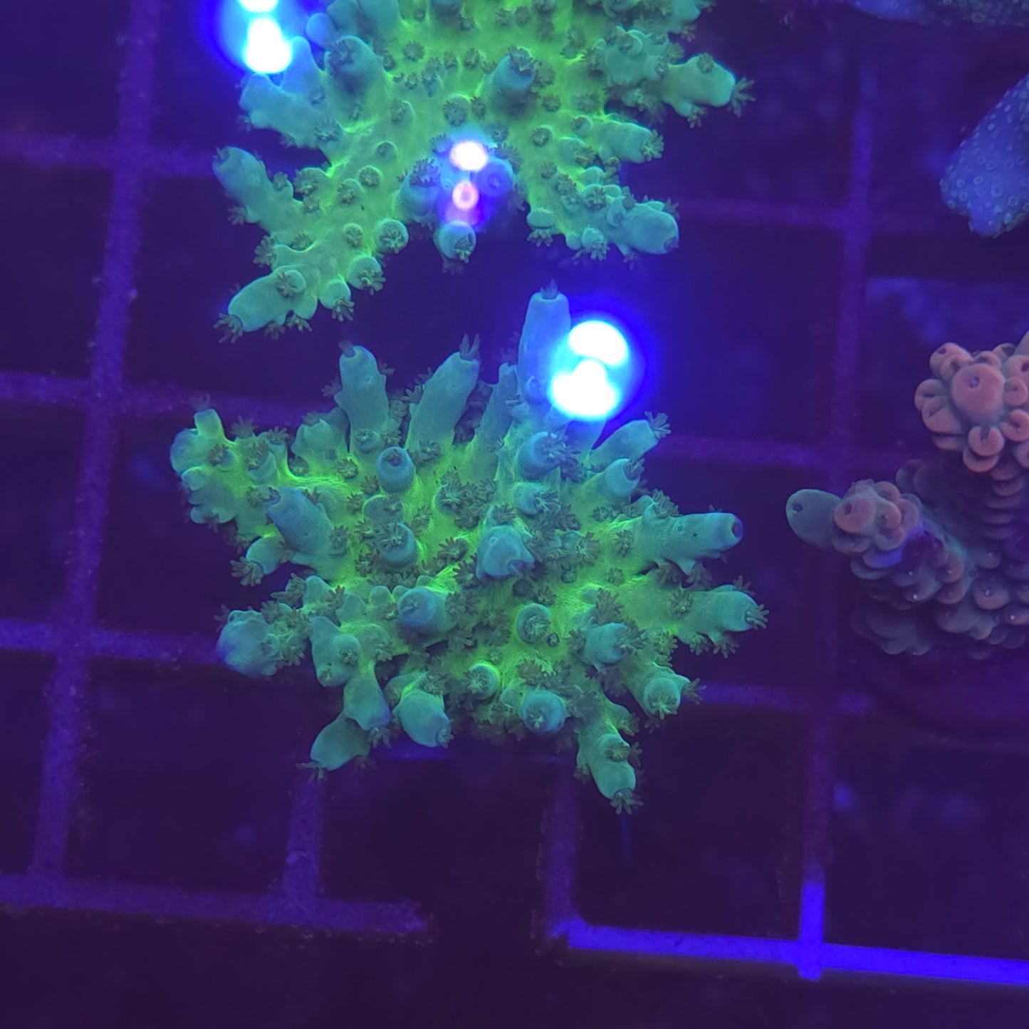 WYSIWYG Acropora Sp. Green