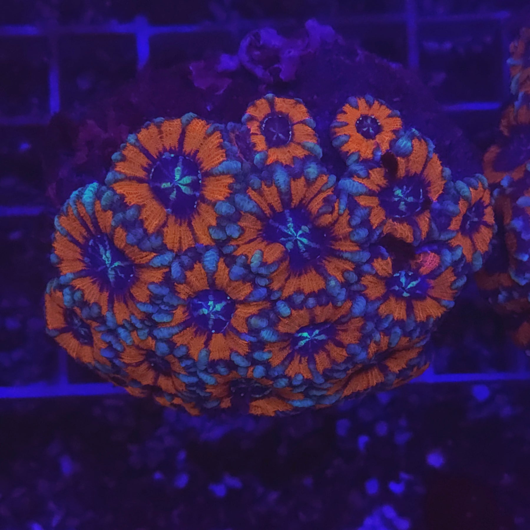 WYSIWYG Acantastrea Echinata Red&Blue