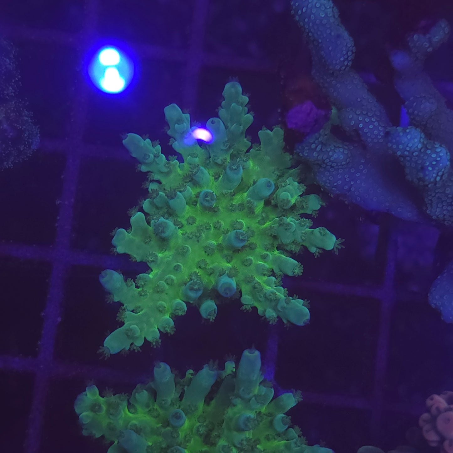 WYSIWYG Acropora Sp. Green