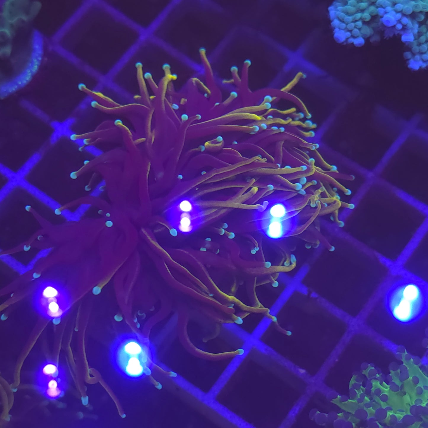 WYSIWYG Euphyllia Glabrescens ULTRA HellFire - 2 polypes