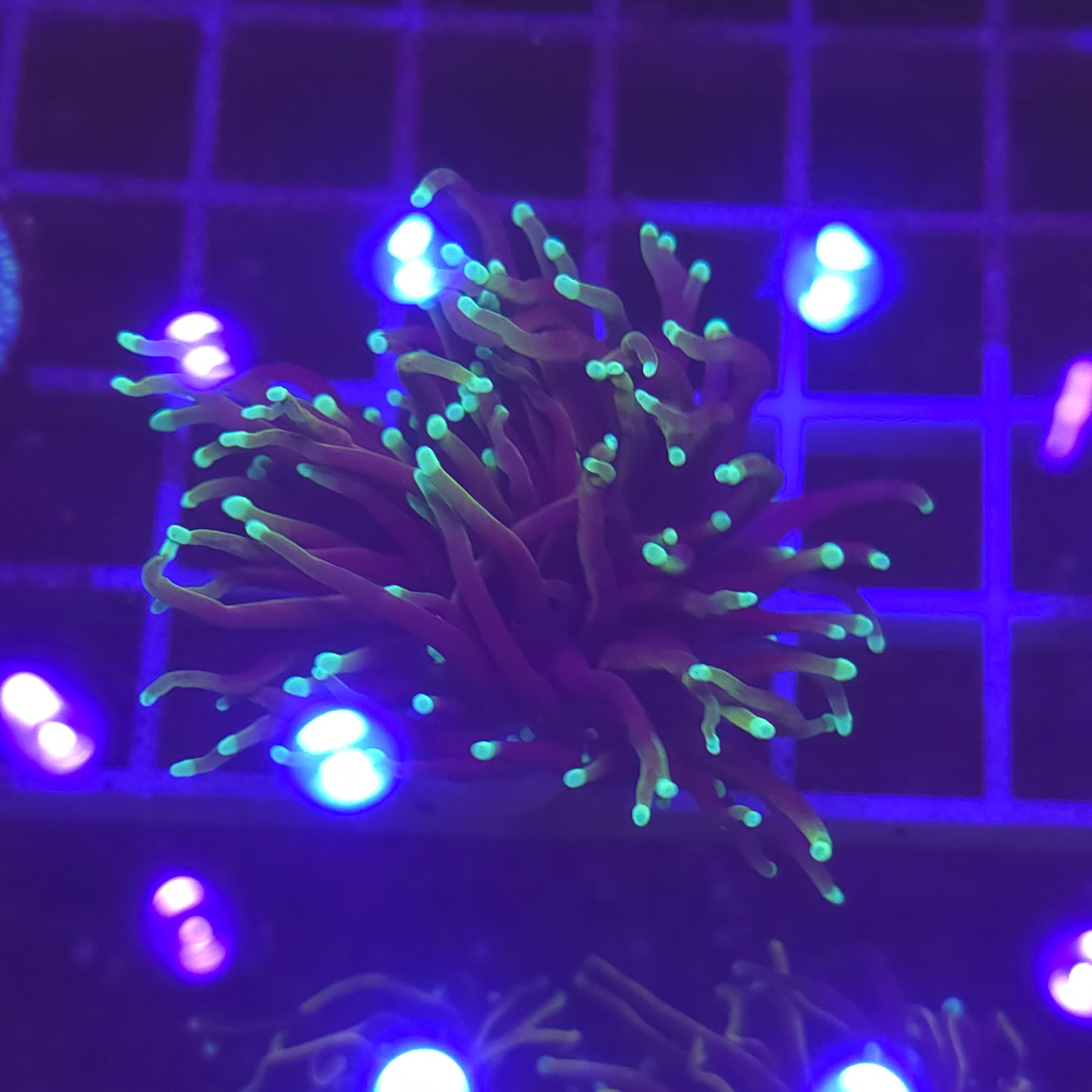 WYSIWYG Euphyllia Glabrescens ULTRA Dragon Soul - 1 polype