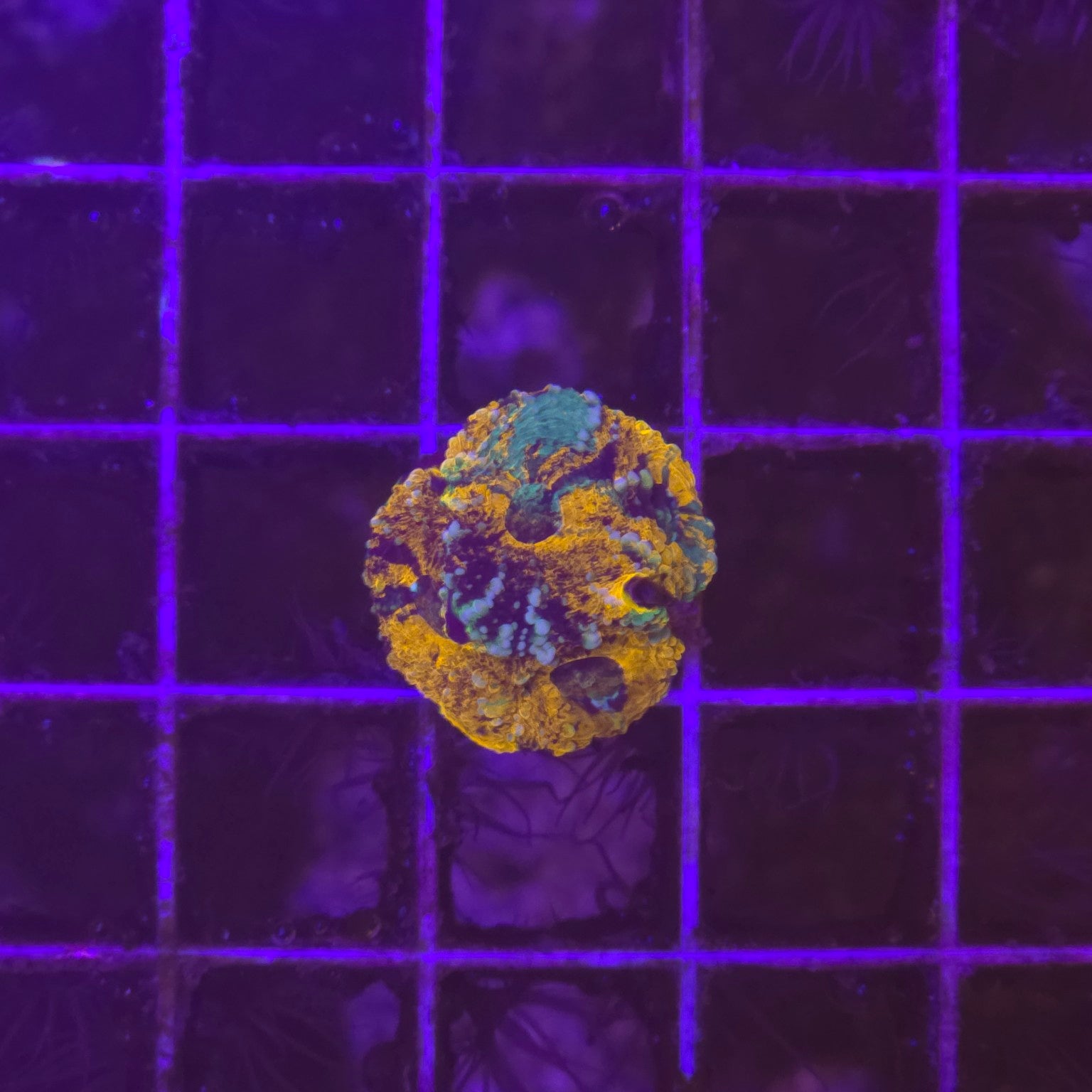 WYSIWYG Acanthastrea echinata Miami Tide – Bouture