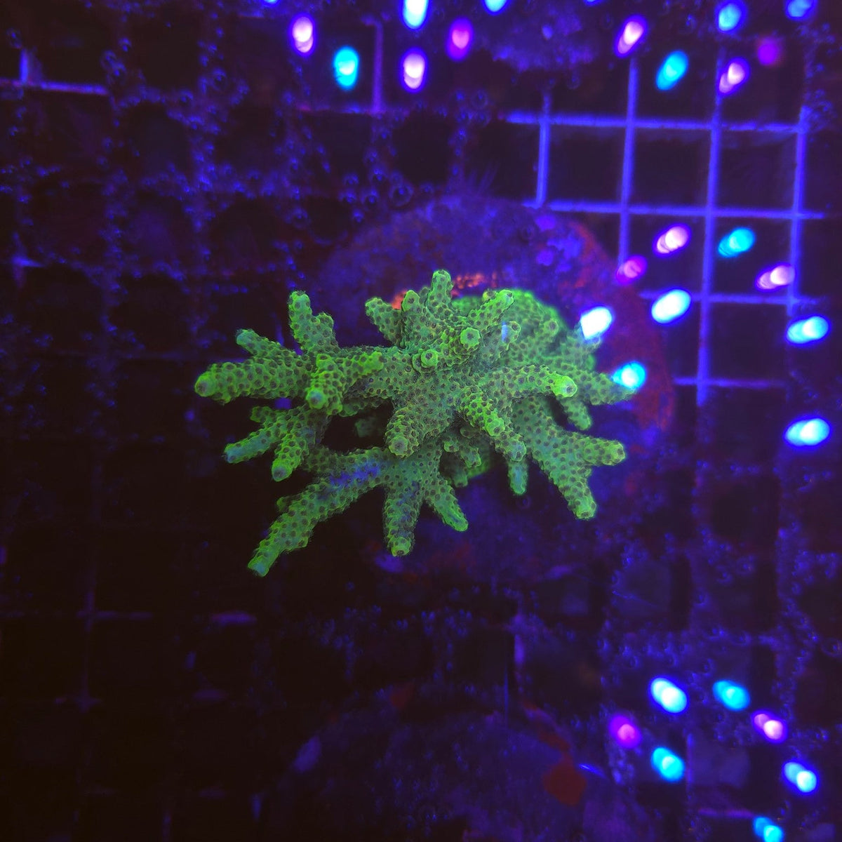 WYSIWYG Acropora Sp. GREEN – corail SPS vert