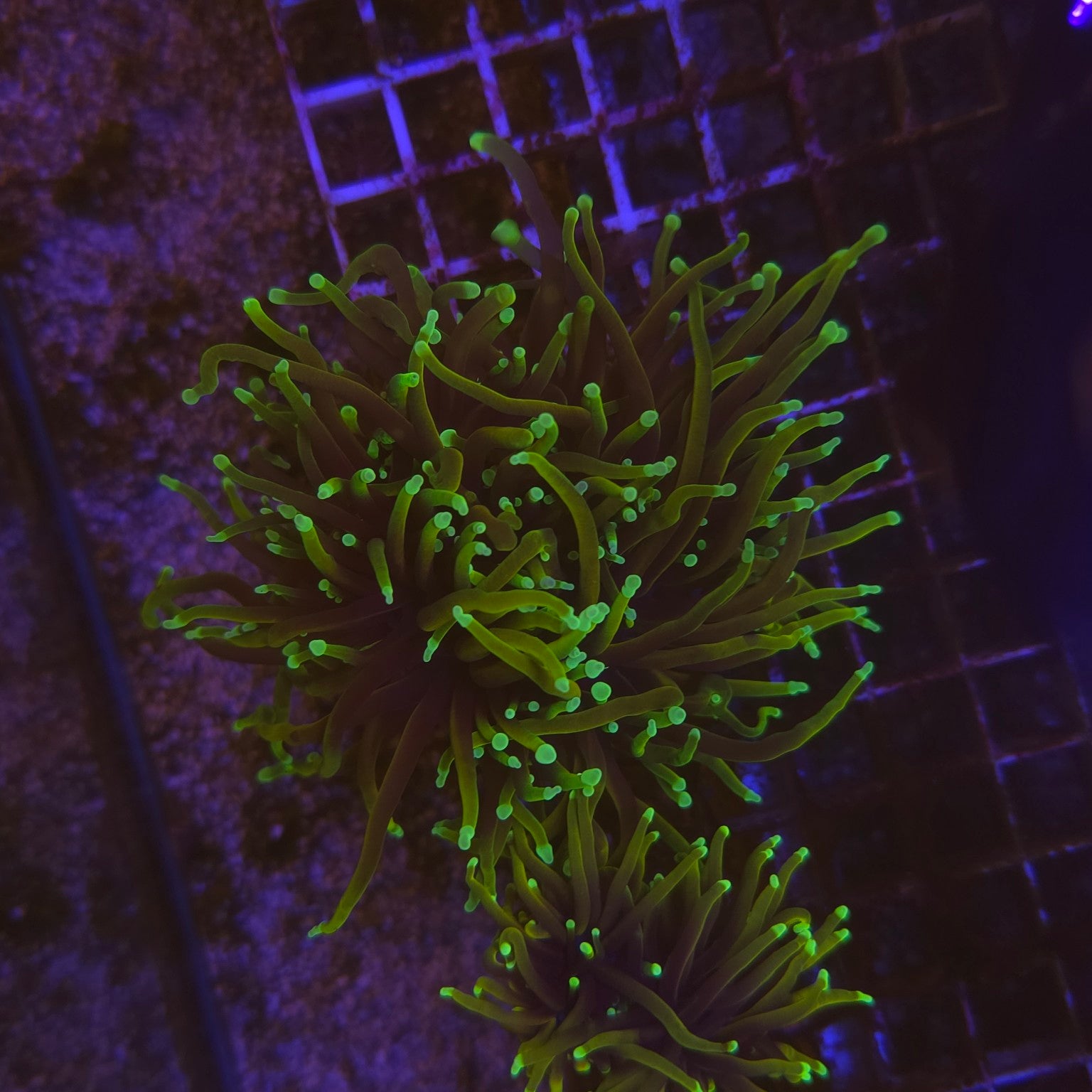 Euphyllia glabrescens Dragon Soul WYSIWYG 3 polypes