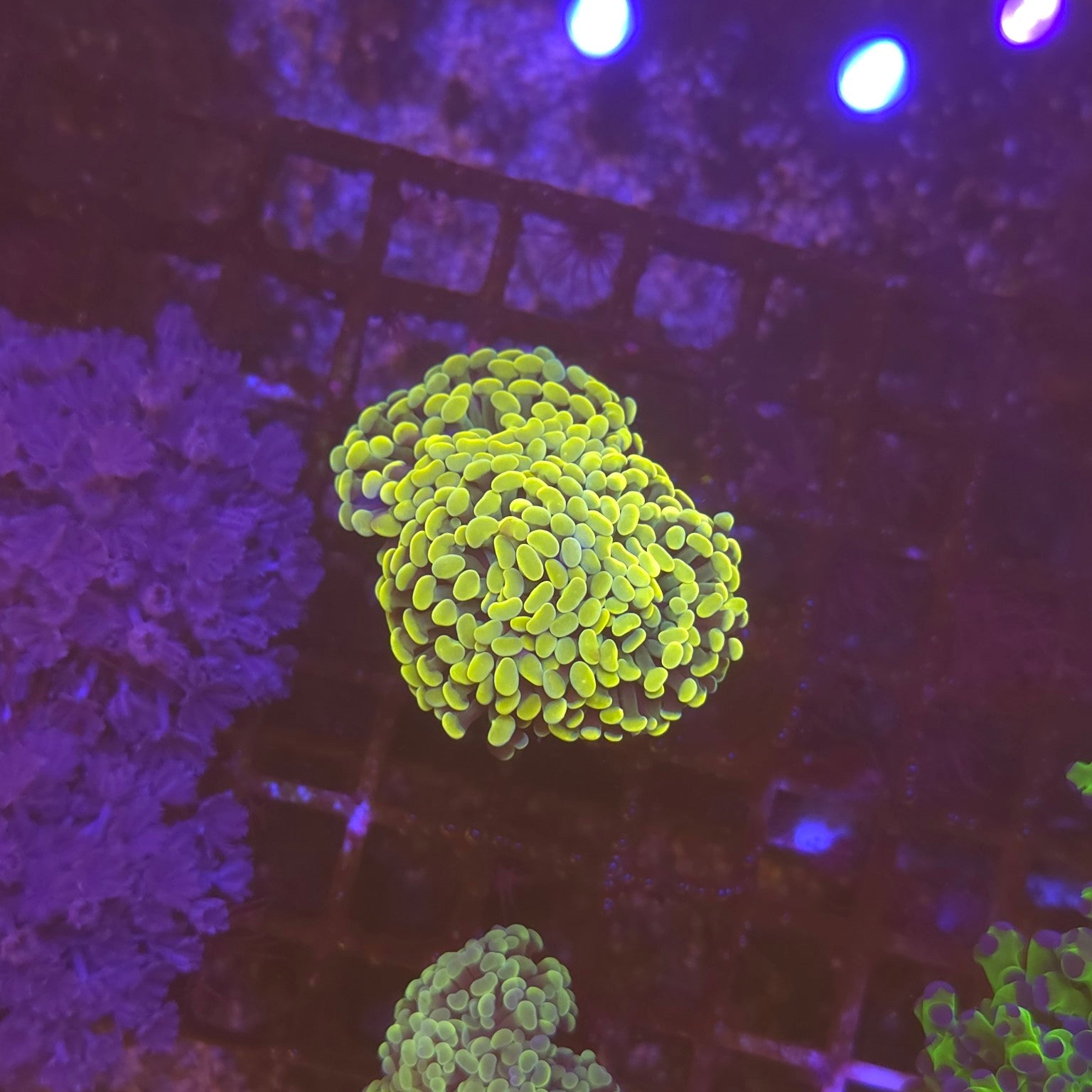 WYSIWYG Euphyllia paraancora Golden – 3 polypes
