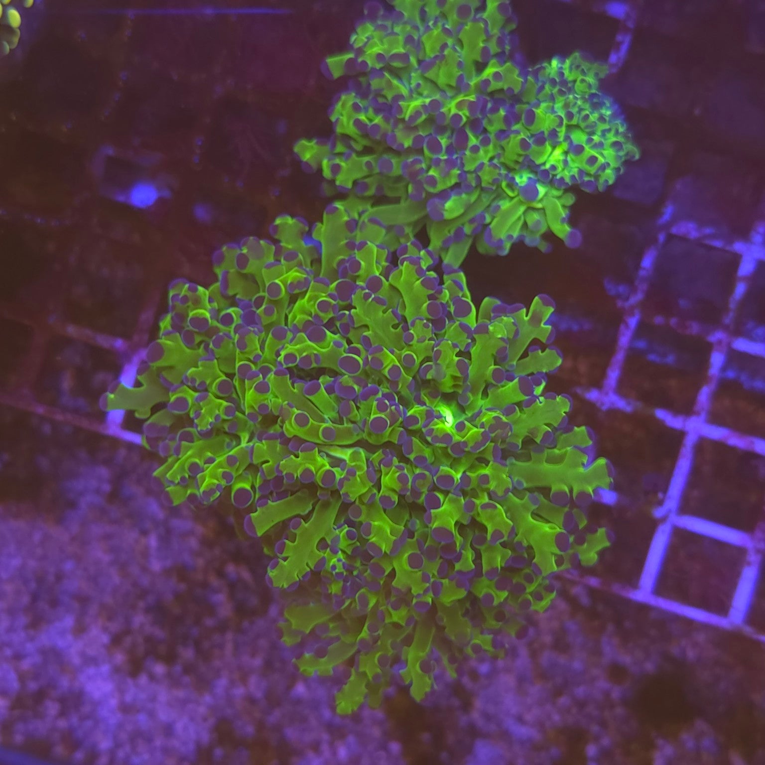 WYSIWYG Euphyllia yaeyamaensis vert à pointes violettes – 3 à 4 têtes
