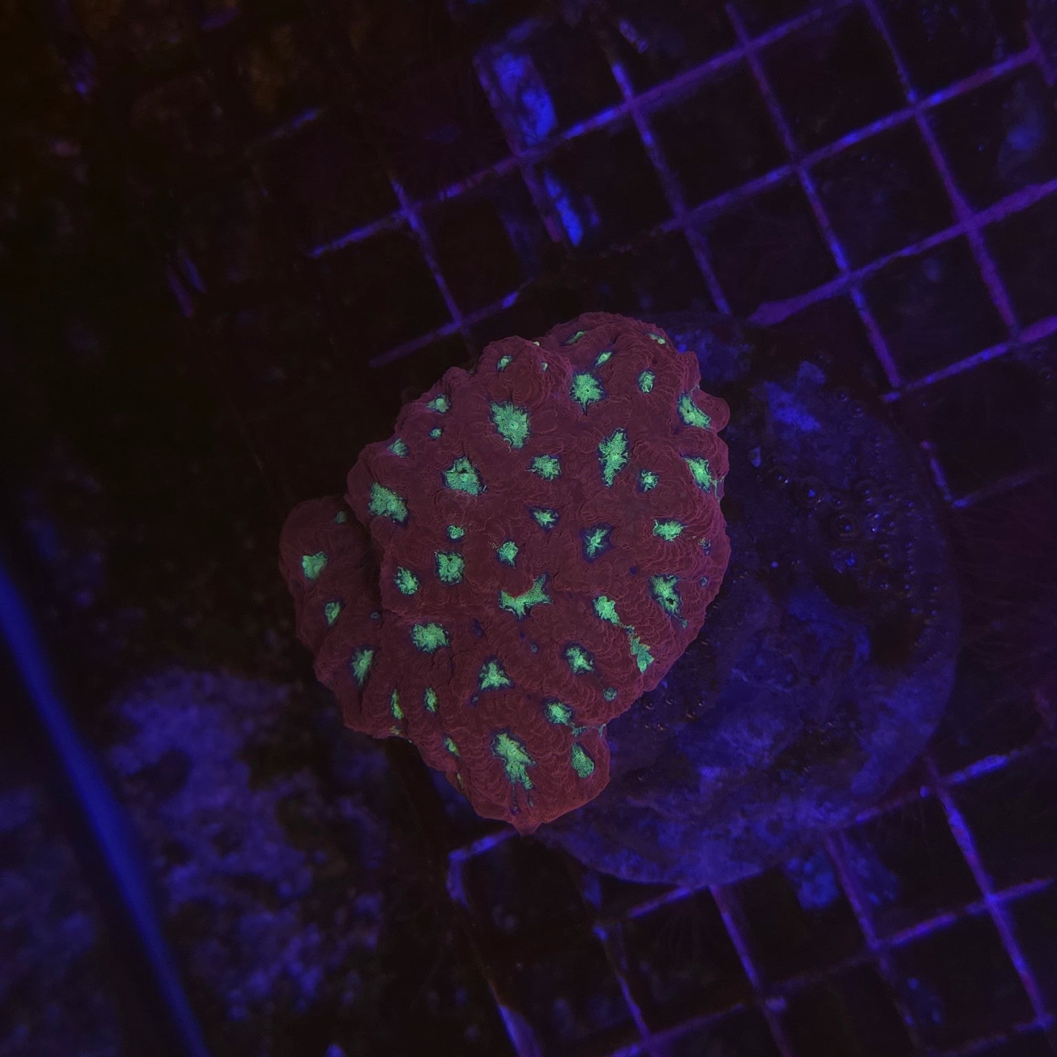 Favites pentagona Red War WYSIWYG rouge à centres vert fluorescent