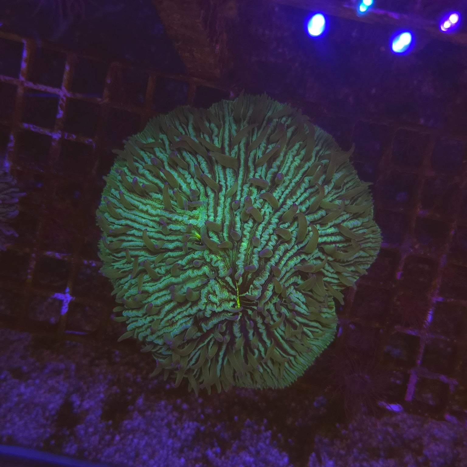 WYSIWYG Fungia sp. Green – corail LPS vert fluorescent