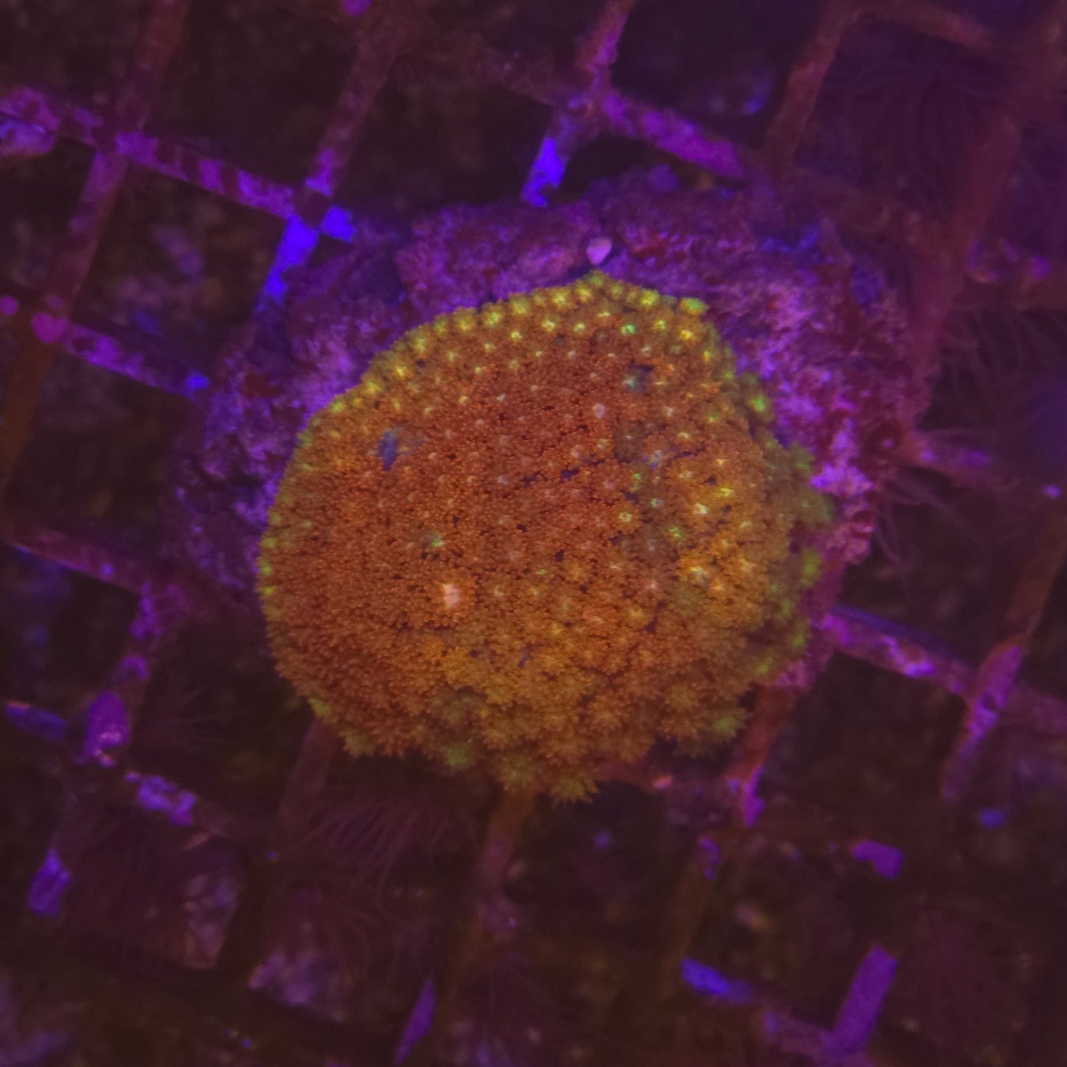 WYSIWYG Goniopora sp. Gold Ember - orange cuivre avec pointes jaune vert fluorescentes