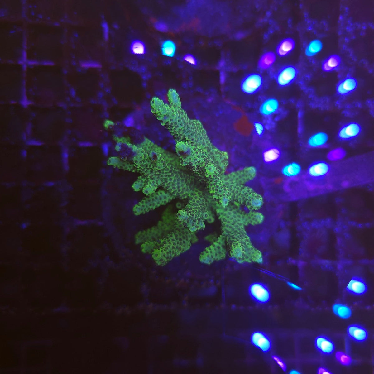 WYSIWYG Acropora Sp. GREEN – corail SPS
