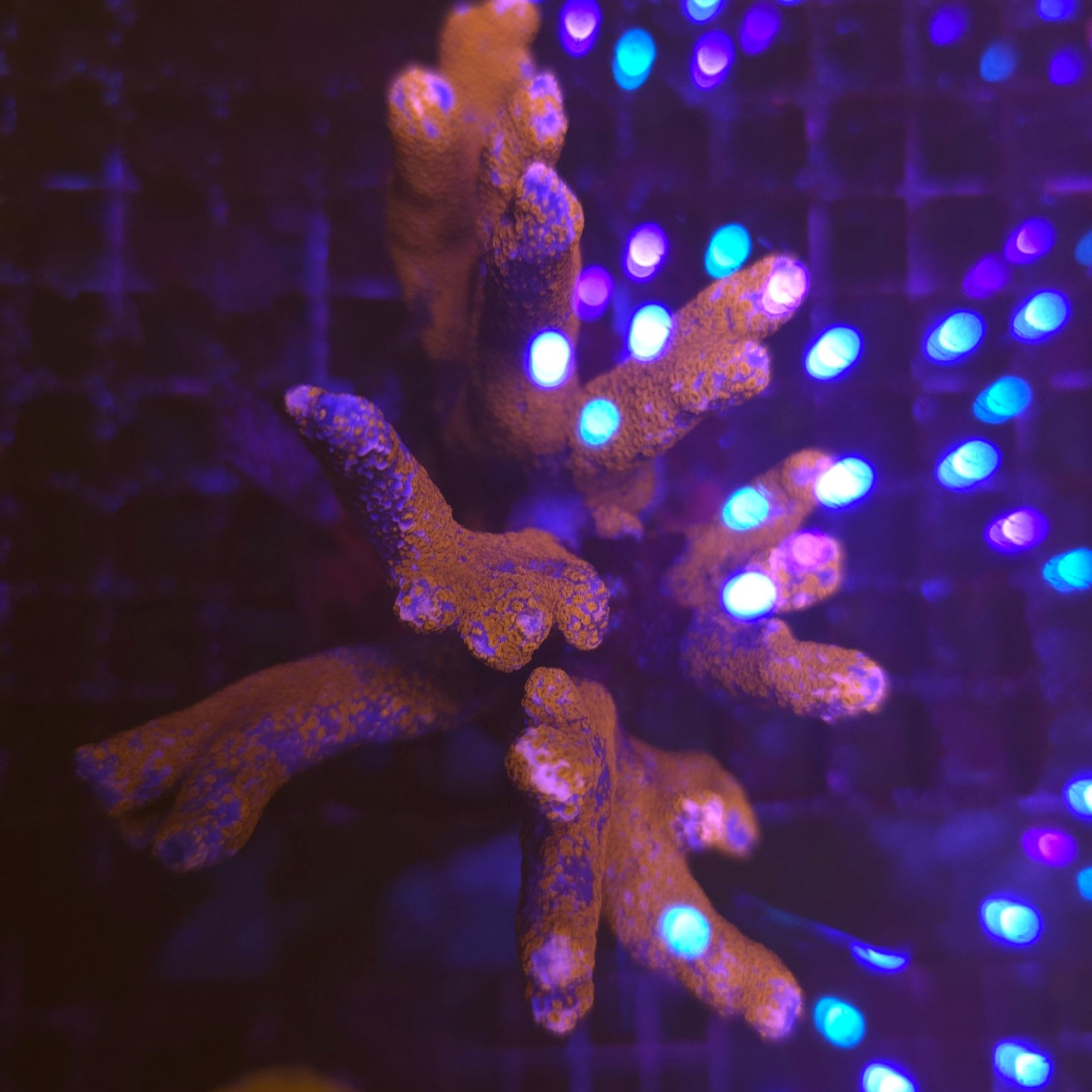 WYSIWYG Montipora sp. rouge – corail SPS