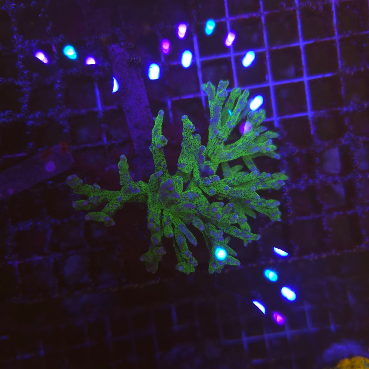 WYSIWYG Seriatopora hystrix Green – corail SPS vert