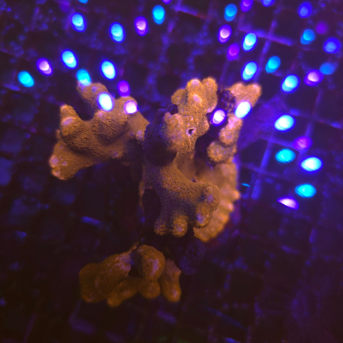 WYSIWYG Stylophora Hystrix – corail SPS