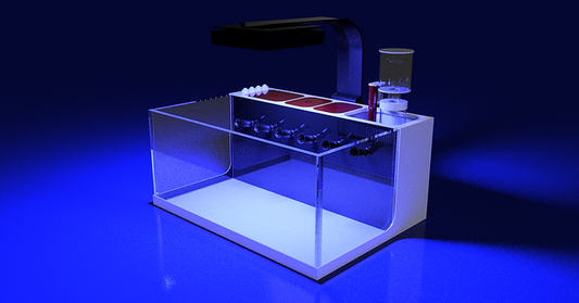 THE POLYP PROS - Large Desktop Tank