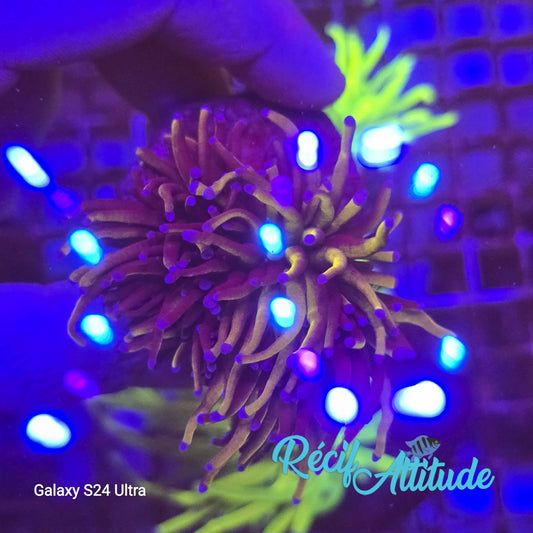 WYSIWYG Euphyllia Glabrescens ULTRA 24k - 2 polypes