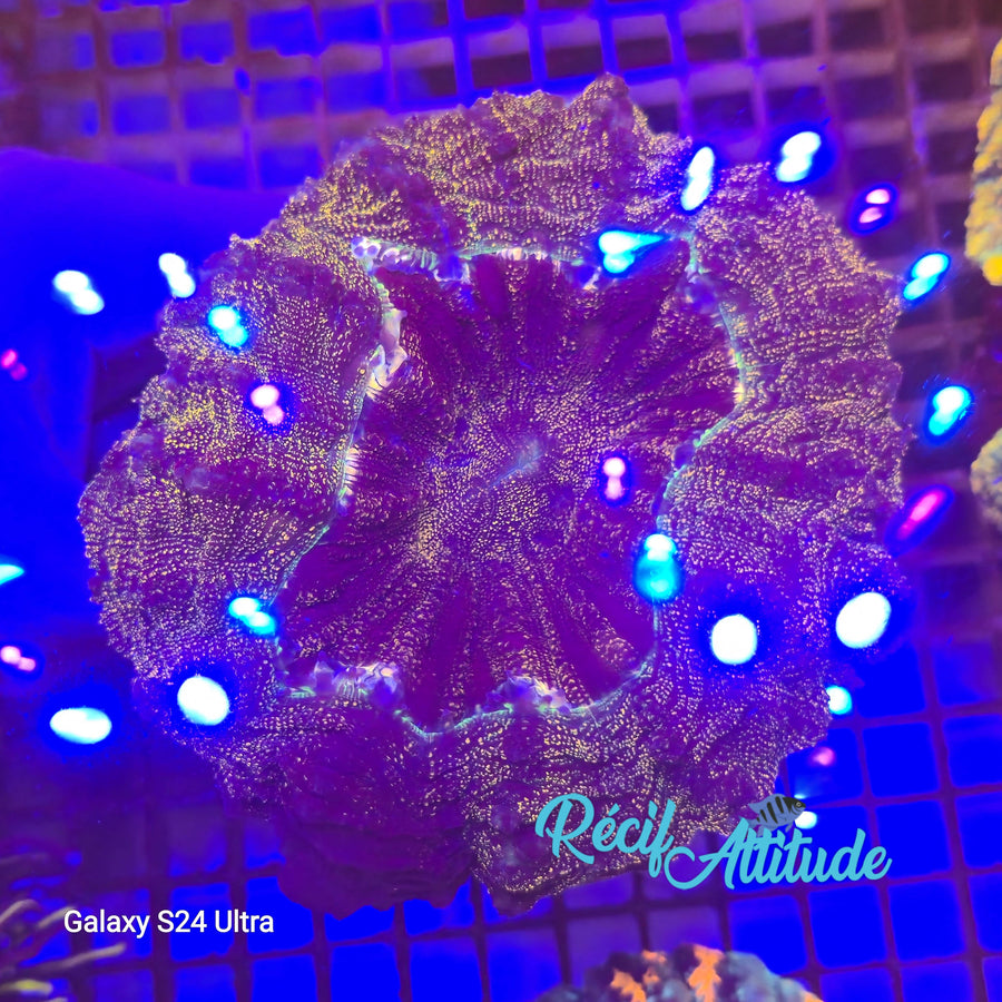 WYSIWYG Acantophyllia deshayesiana ULTRA Galaxy