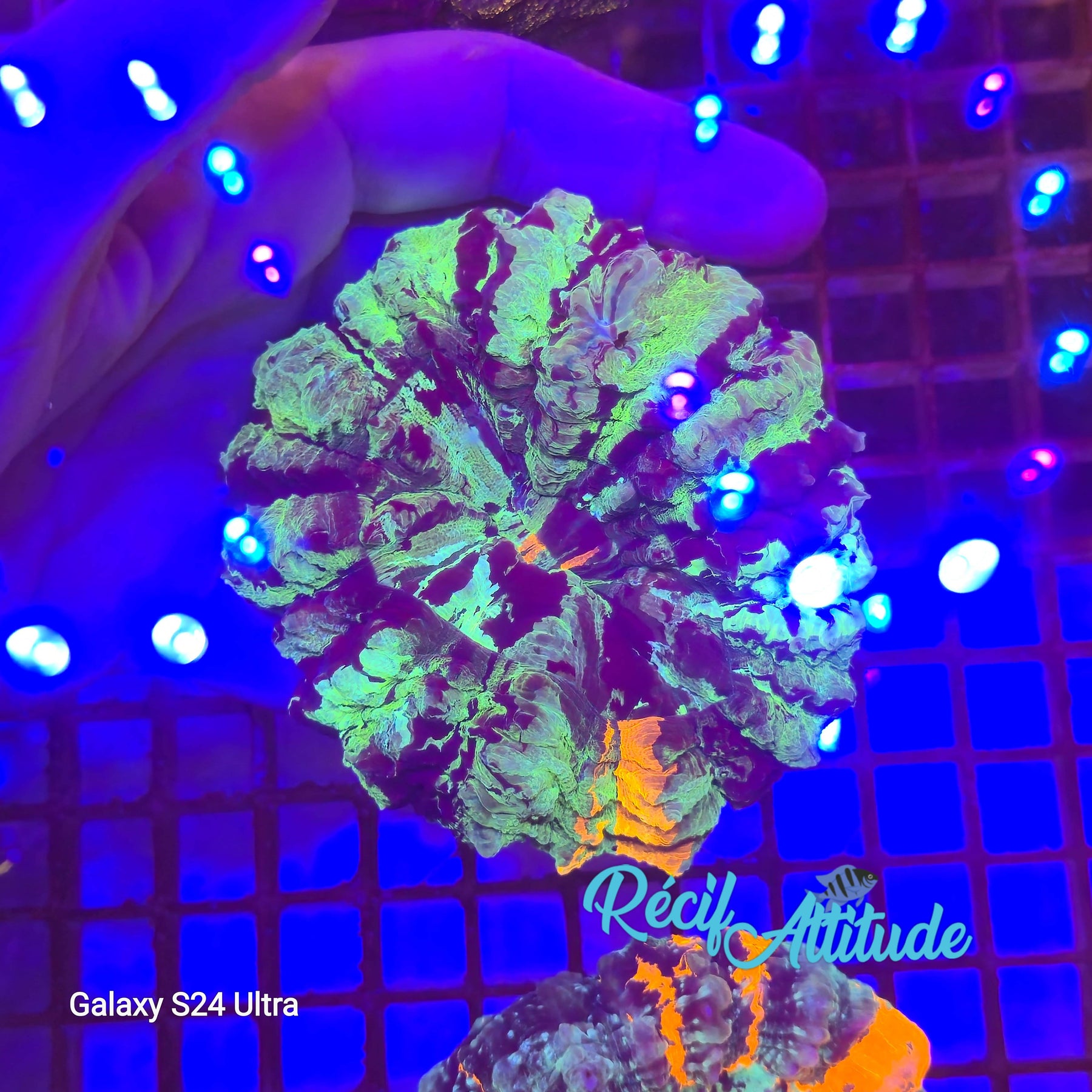 WYSIWYG Acantophyllia deshayesiana ULTRA Green