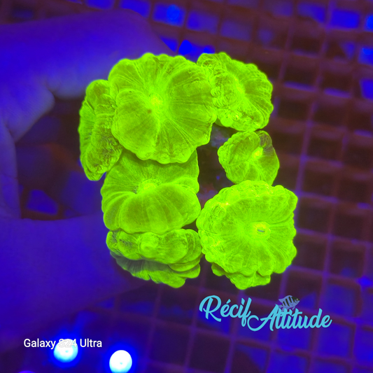 WYSIWYG Caulastrea FURCATA Yellow - 8 polypes
