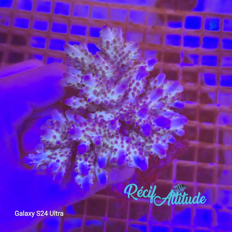 WYSIWYG Acropora Dark Blue & Green - 10 - 12cm