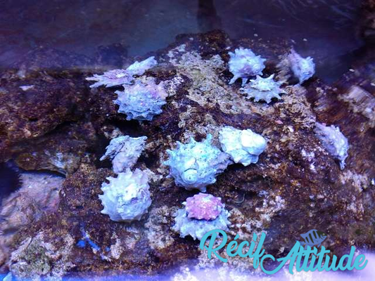 Astralium calcar 2-3cm