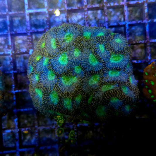 WYSIWYG Acantastrea Echinata Yellow & Green 10cm