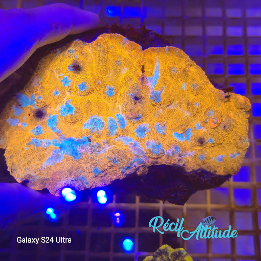 WYSIWYG Echinophyllia 3