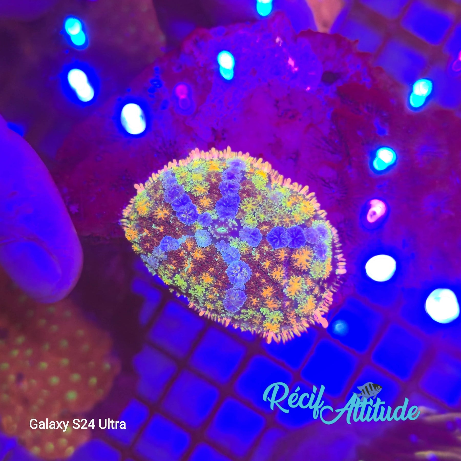 WYSIWYG Rhodactis Special Color
