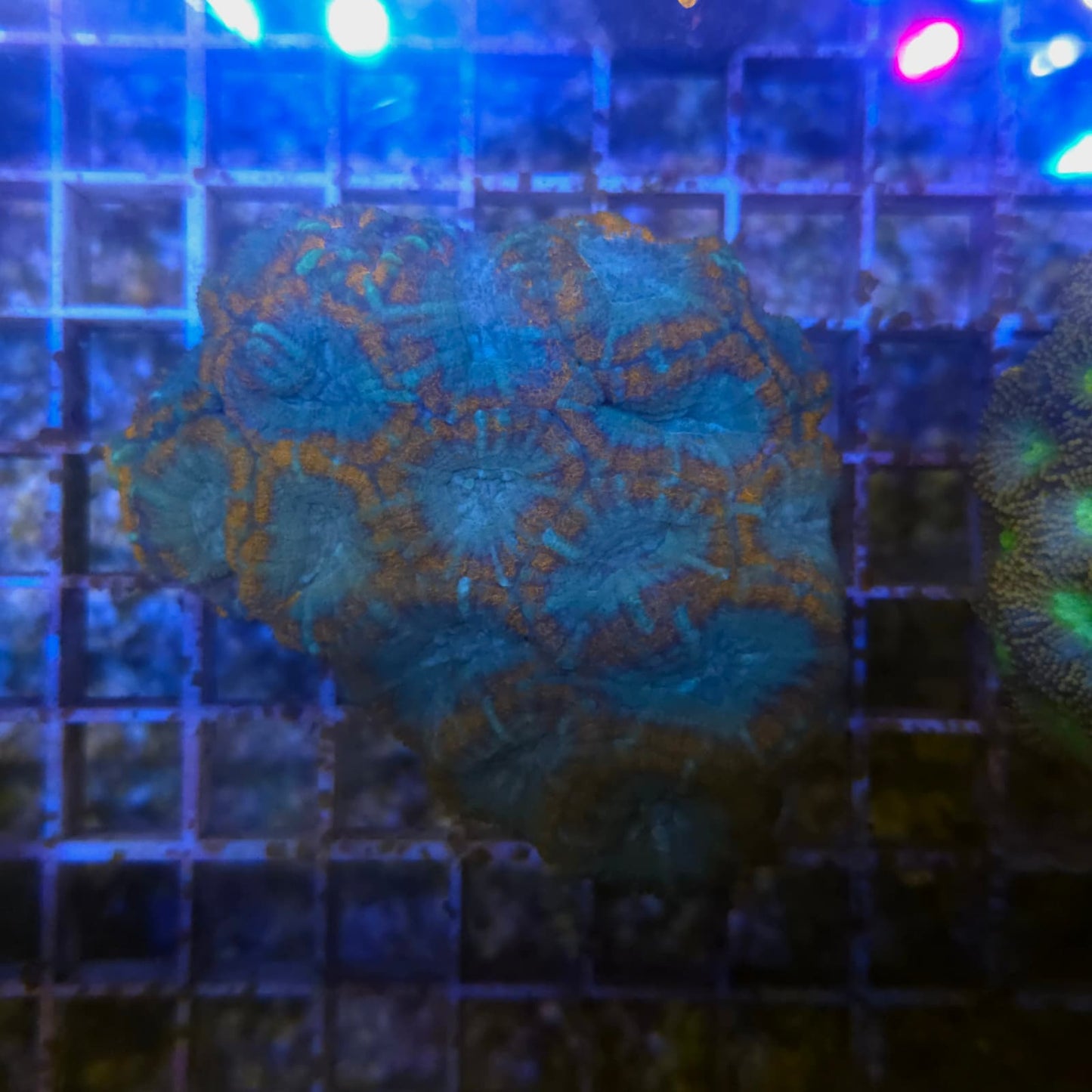 WYSIWYG Acantastrea Echinata Orange & Blue 12cm