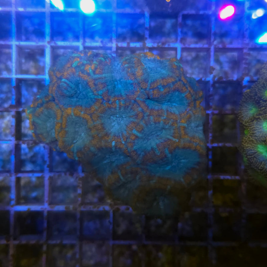 WYSIWYG Acantastrea Echinata Orange & Blue 12cm