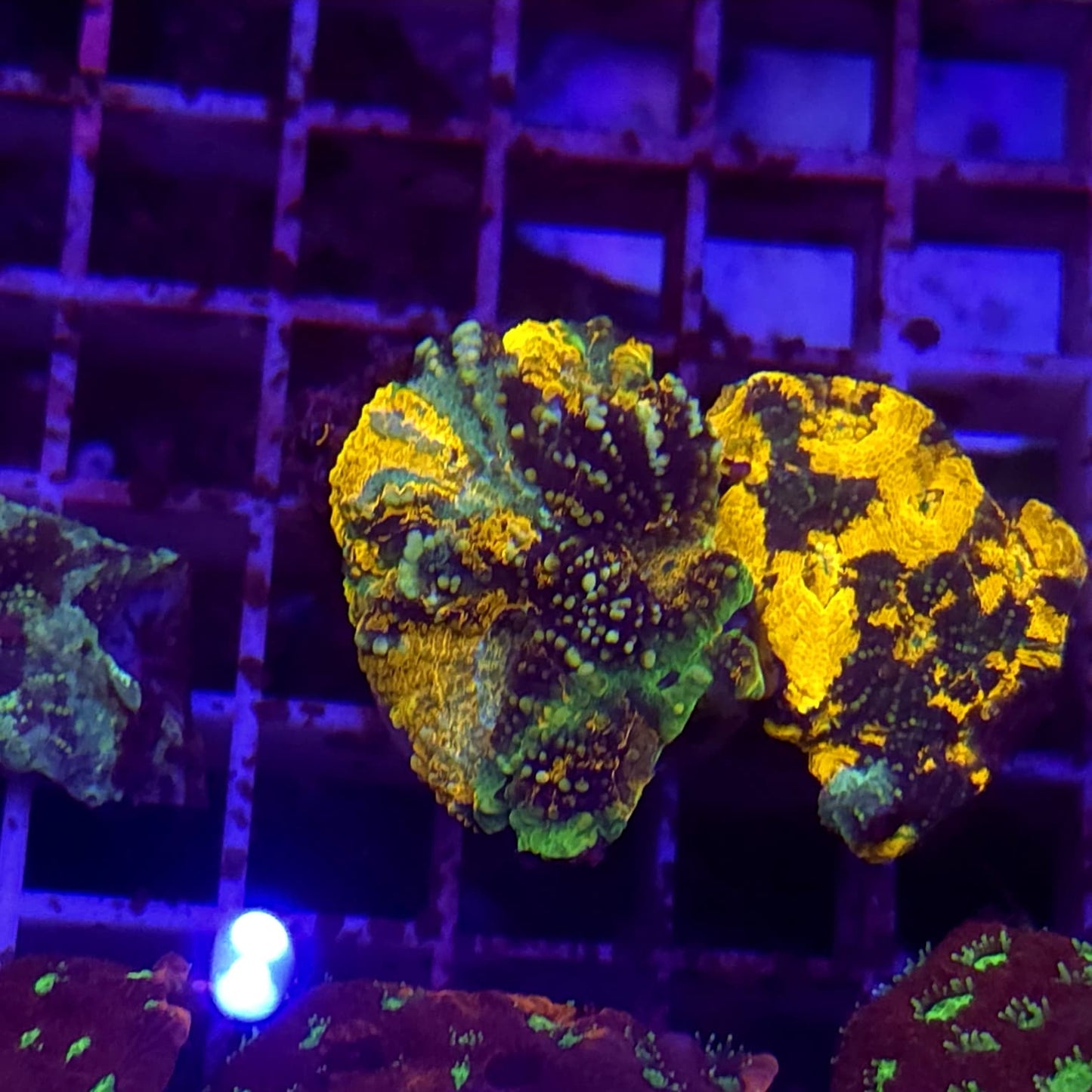 WYSIWYG Acantastrea Echinata