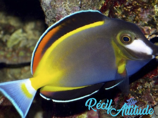 Acanthurus japonicus 6-8cm