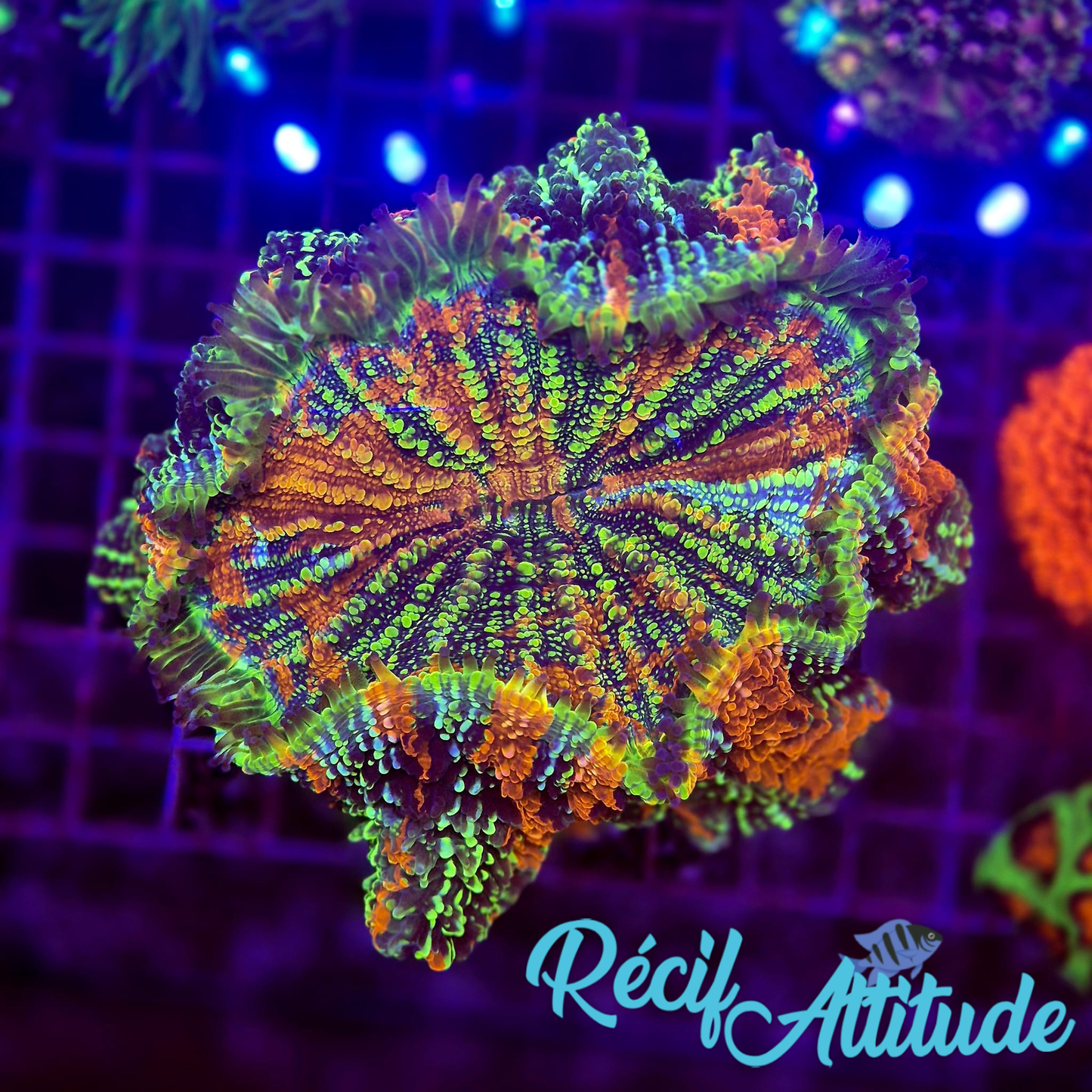 WYSIWYG Acantophyllia deshayesiana ULTRA Rainbow Star