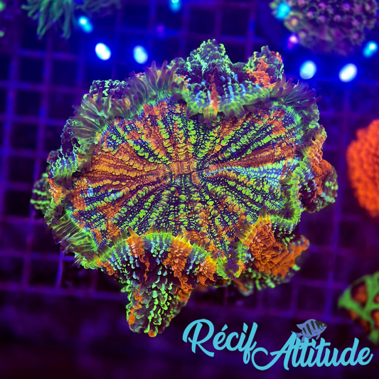 WYSIWYG Acantophyllia deshayesiana ULTRA Rainbow Star