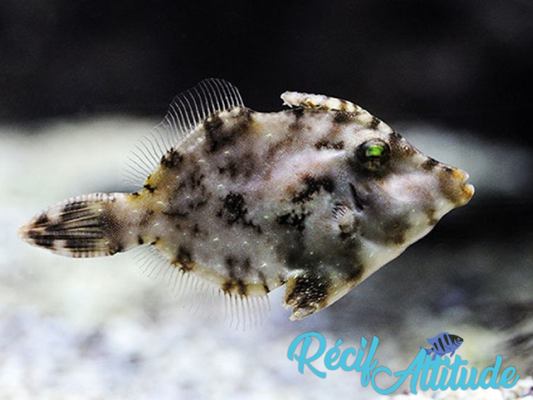Acreichthys tomentosus (mangeur d'aiptasias) 4-6 cm