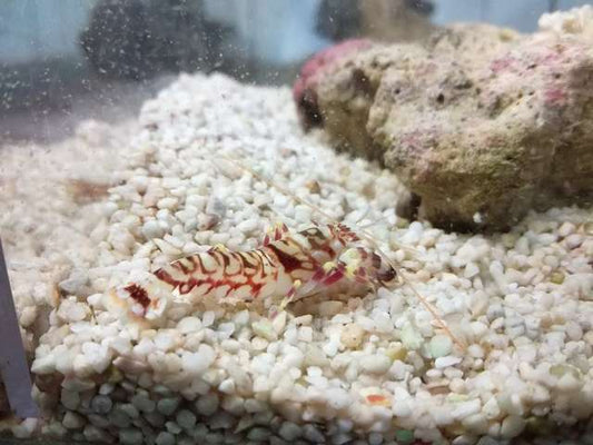 Alpheus bellulus 3-4cm