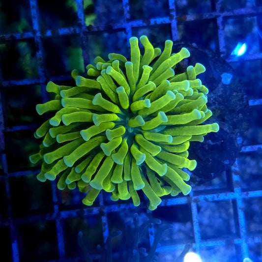 WYSIWYG Euphyllia Glabrescens ULTRA Banana - 1 Polype