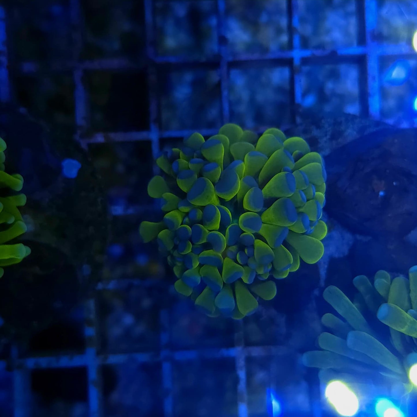 WYSIWYG Euphyllia Glabrescens ULTRA Banana - 1 Polype