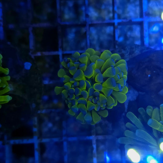 WYSIWYG Euphyllia Glabrescens ULTRA Banana - 1 Polype