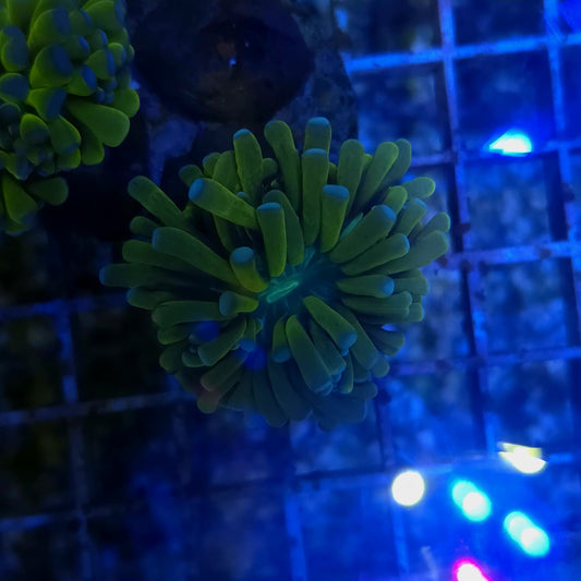 WYSIWYG Euphyllia Glabrescens ULTRA Banana - 1 Polype