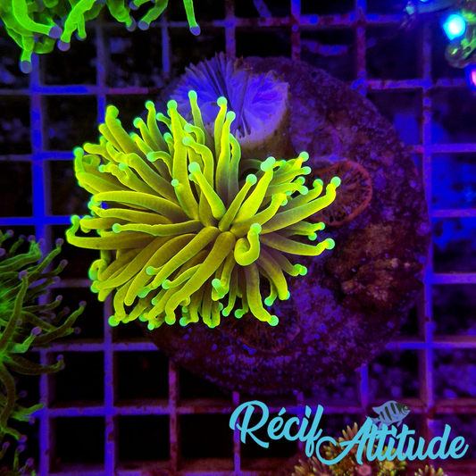 WYSIWYG Euphyllia Glabrescens ULTRA Banana - 1 polype
