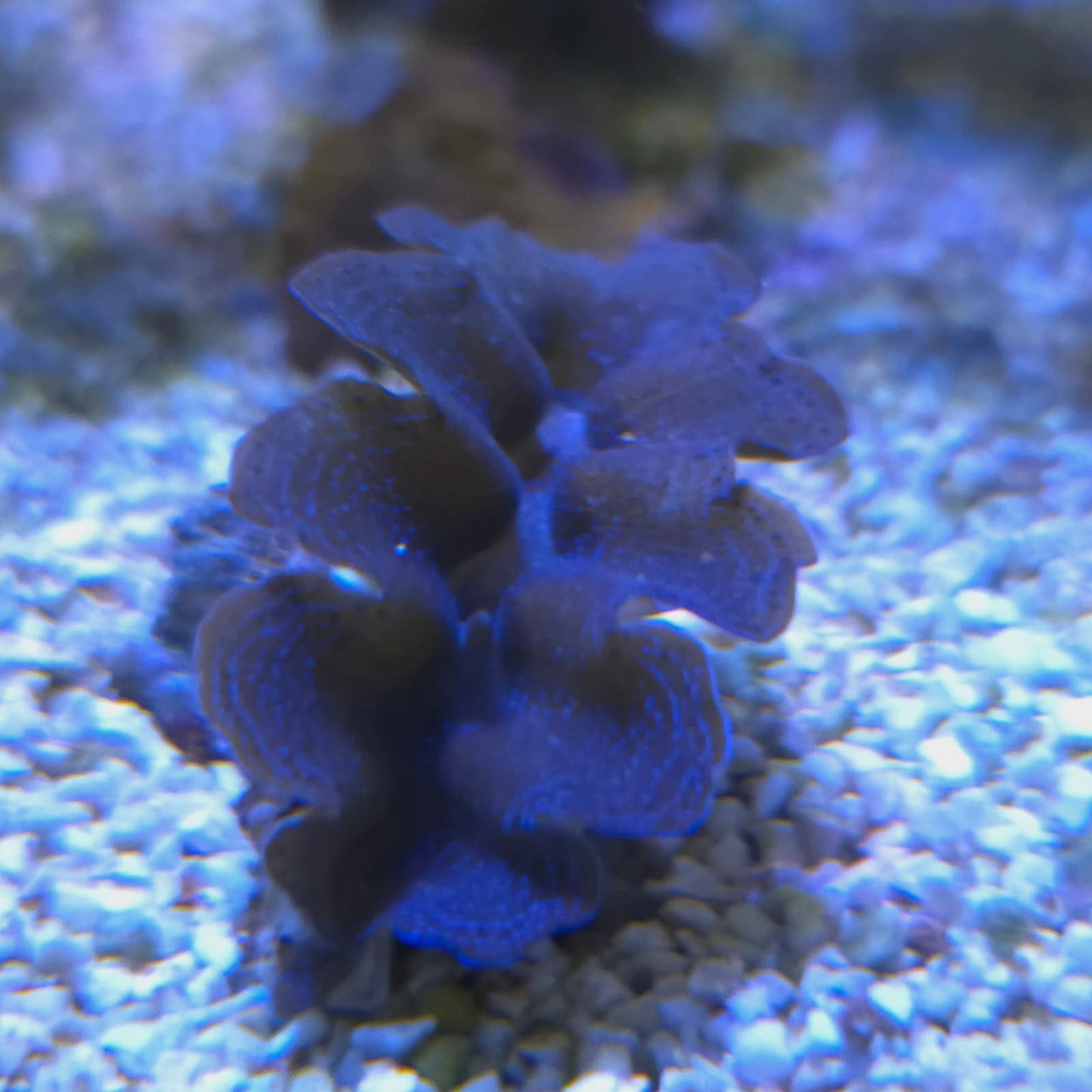 WYSIWYG Bénitier Crocea GRADE A 6cm