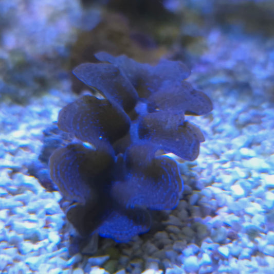 WYSIWYG Bénitier Crocea GRADE A 6cm