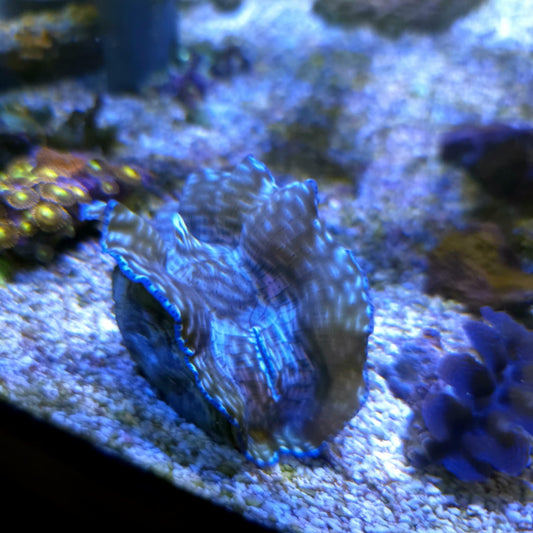 WYSIWYG Bénitier Deresa 8cm